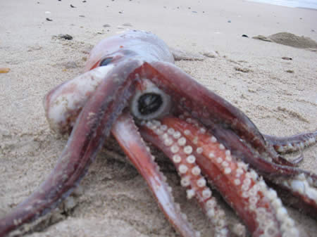 Pijlinktvis -  Octopus