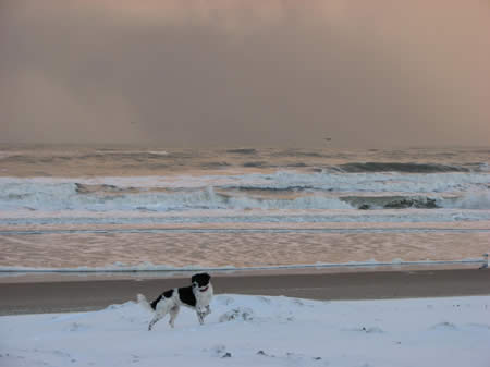 Lotta - winter op texel