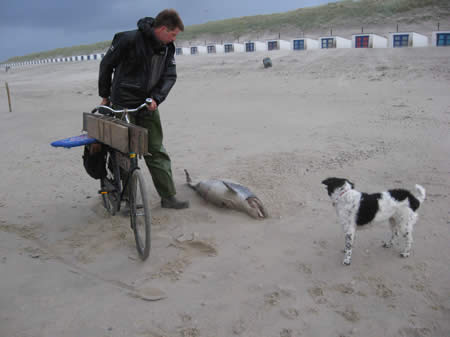 bruinvis paal 15 texel