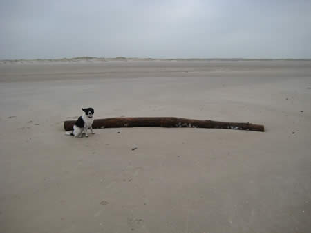 strandhout / Texel 