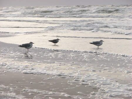 meeuwen  strand