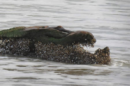 Krokodil in de branding, foto: Monica Maas 