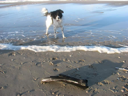 Lotta met kluif