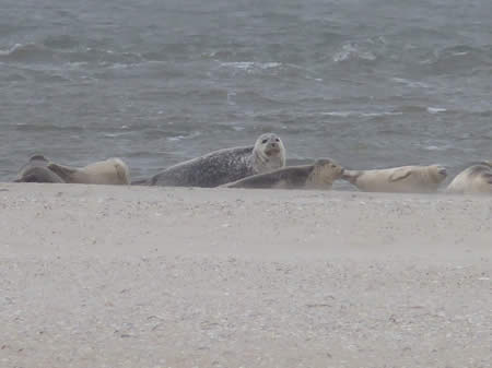Zeehonden- Texelse kust